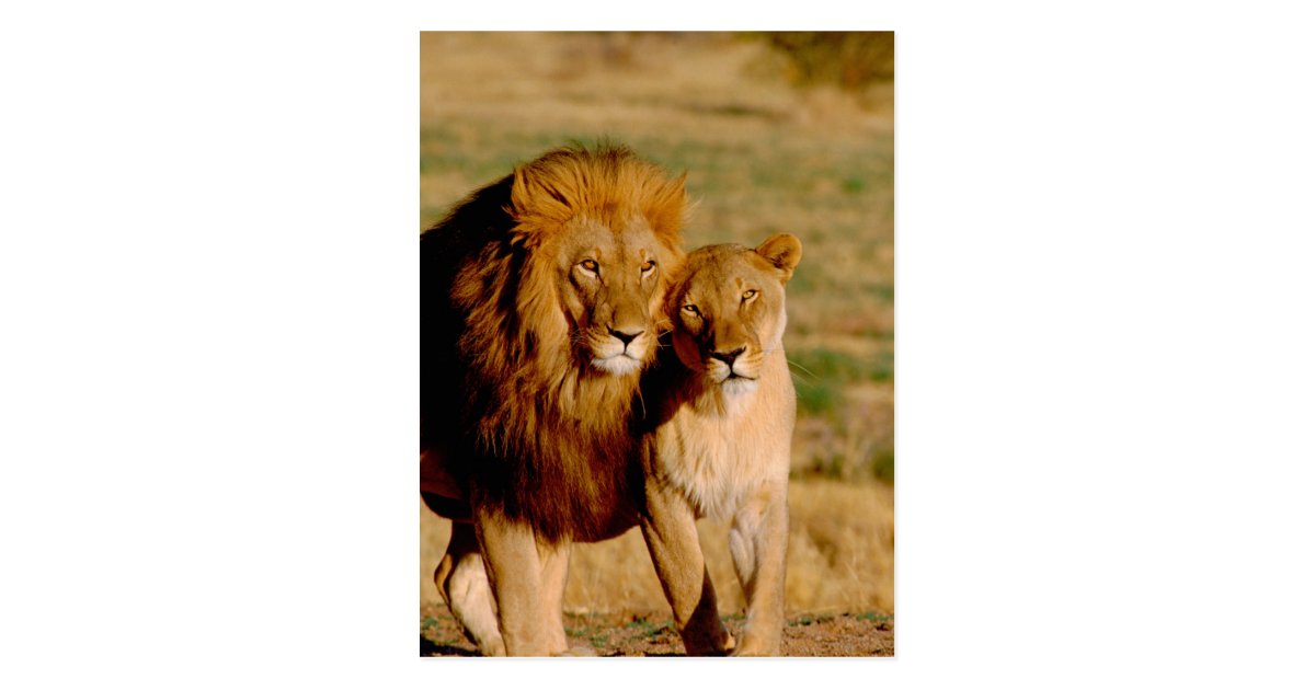 Carte Postale L Afrique Namibie Okonjima Lion Et Lionne Zazzle Fr