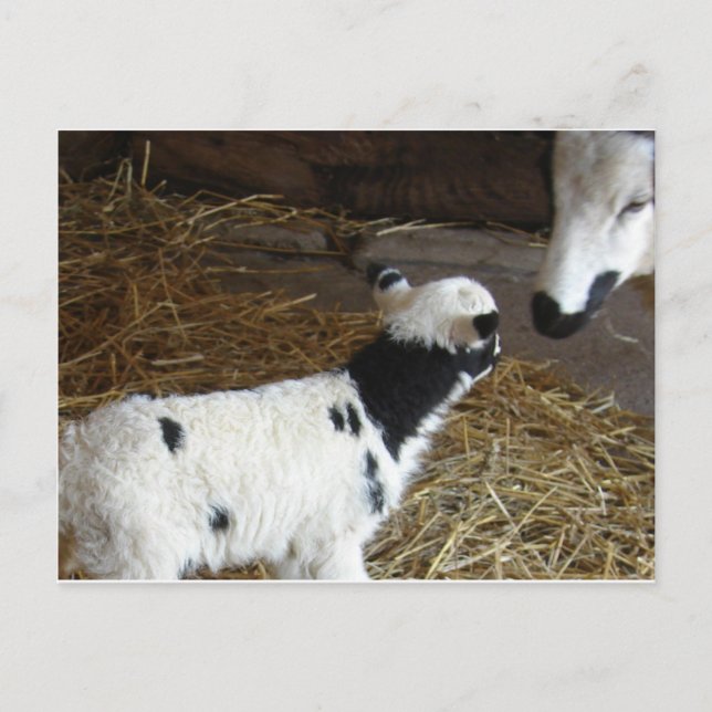 Carte Postale L'agneau du visage drôle (Devant)