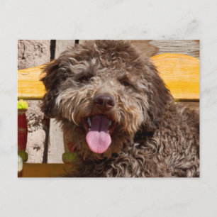 Carte Postale Lagotto Romagnolo Allongé Sur Un Banc En Bois