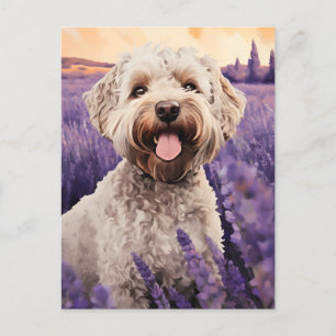 Carte Postale Lagotto Romagnolo dans le champ Lavender