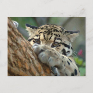 Carte Postale L'Ai-Je Obtenu ?