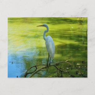Carte Postale L'aigrette
