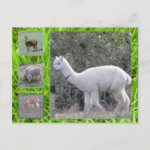 Carte postale - Laine sur le toit