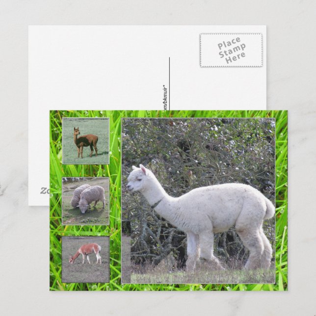 Carte postale - Laine sur pied (Devant / Derrière)