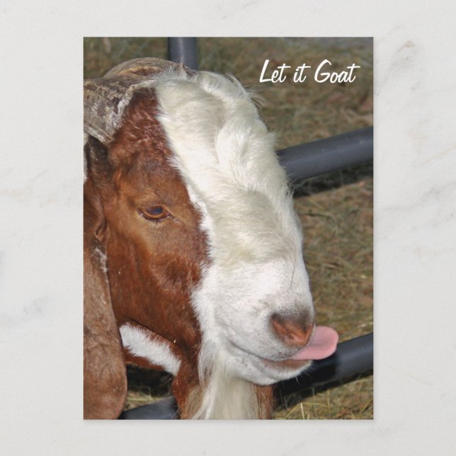Carte Postale Laisse-le bouger, Boar Billy (Devant)