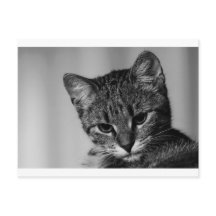 Laisse-moi voir ... (chat sceptique)