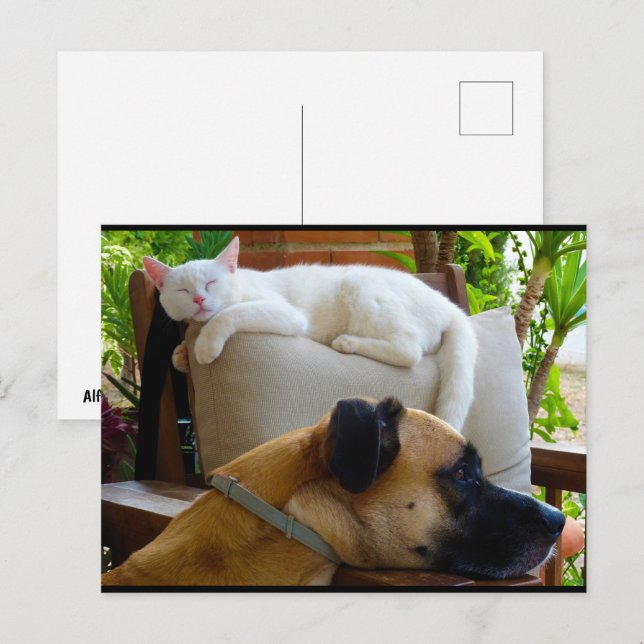 Carte Postale Laissez les chats endormis (Devant / Derrière)