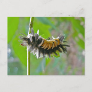 Carte Postale Lait Tussock Moth Caterpillar Items