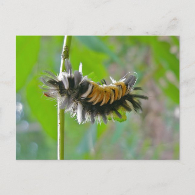Carte Postale Lait Tussock Moth Caterpillar Items (Devant)