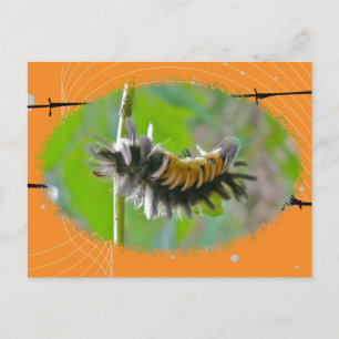 Carte Postale Lait Tussock Moth Caterpillar Orange Items