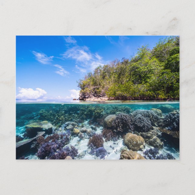 Carte Postale Laja Ampat Sous-marin 2 (Devant)