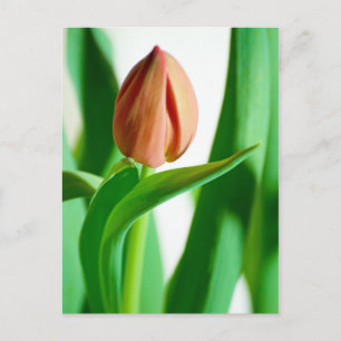 carte postale lala Tulip