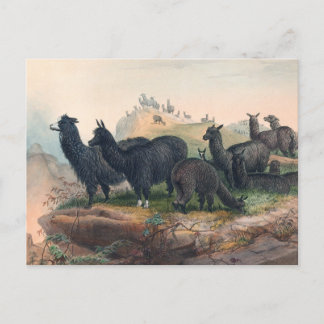 Carte Postale L'Alpaca par Joseph Wolf