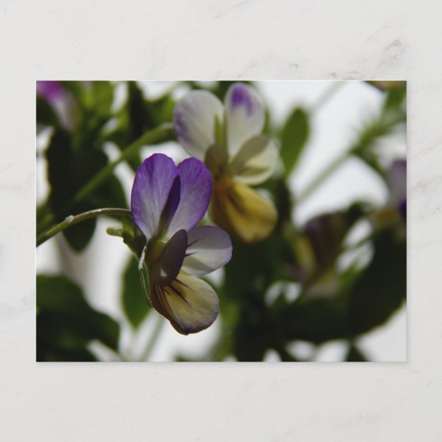 Carte Postale L'alto de Lorraine (Devant)