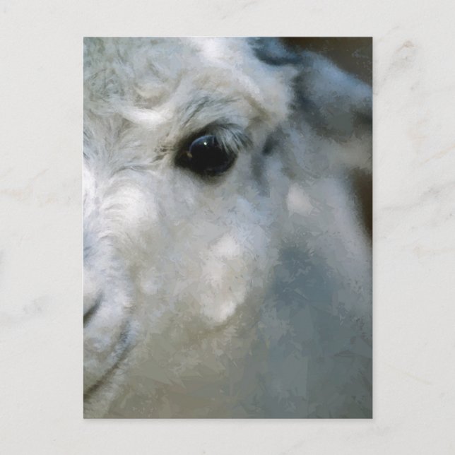 Carte Postale Lama (Devant)