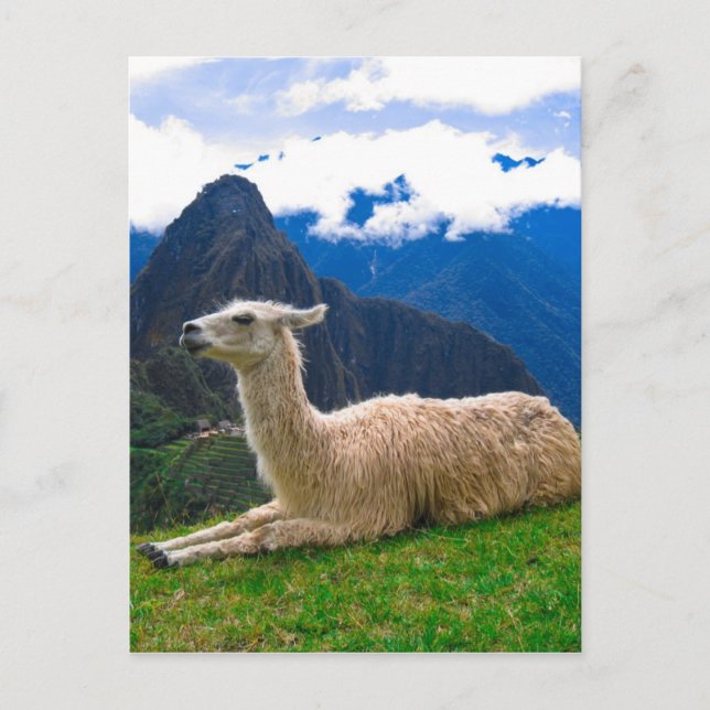Carte Postale Lama à Machu Picchu (Devant)