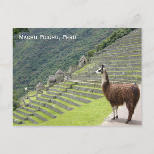 Carte Postale lama du Pérou
