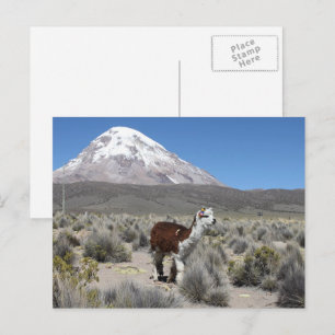 Carte Postale Lama sur la montagne Sajama Bolivie Amérique du Su