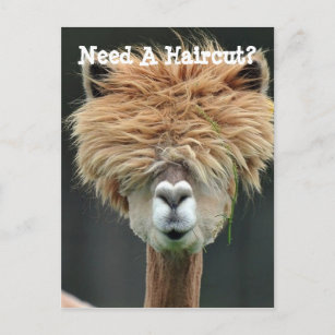 Idees Cadeaux Avec Des Lamas Zazzle Fr