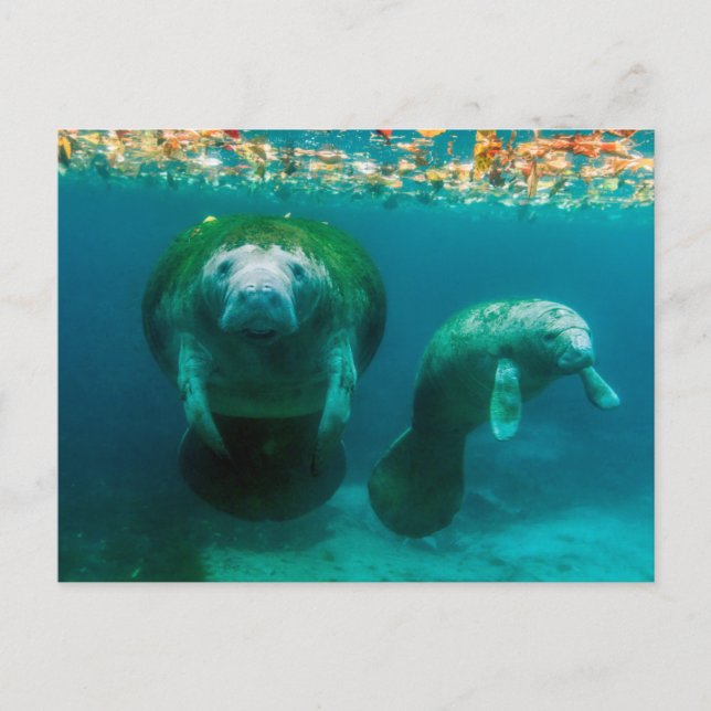 Carte Postale Lamantin mère avec son veau à Crystal River (Devant)