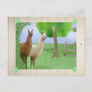 Carte Postale Lamas