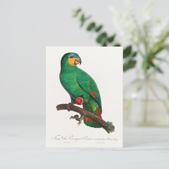 Carte Postale L'Amazone à ailes orange (Debout devant)