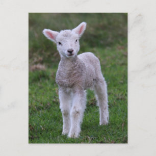 Carte Postale Lamb Bébé Mouton ferme animal