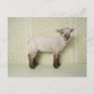 Carte Postale Lamb debout à l'intérieur, et papier peint floral