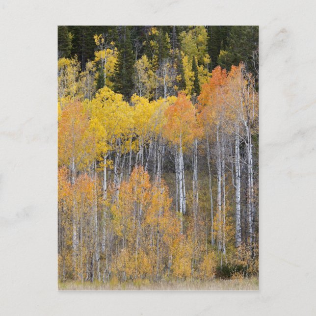 Carte Postale Lambert Hollow, trembles (Devant)