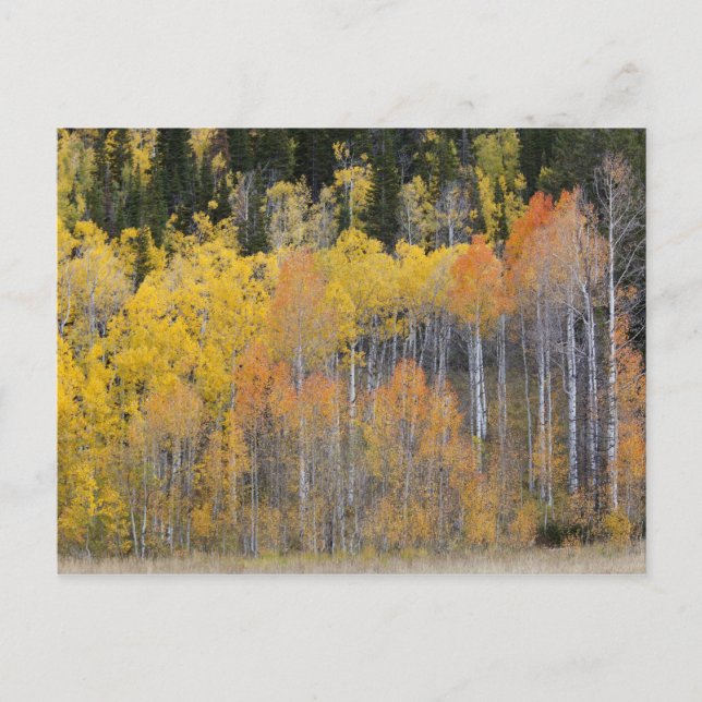 Carte Postale Lambert Hollow, trembles (Devant)