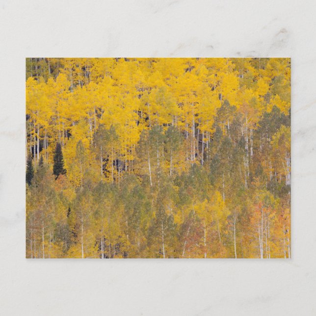 Carte Postale Lambert Hollow, trembles (Devant)