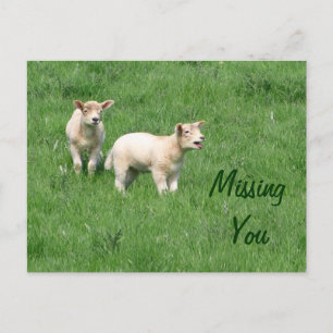 Carte postale Lambes-Baby-Missing You