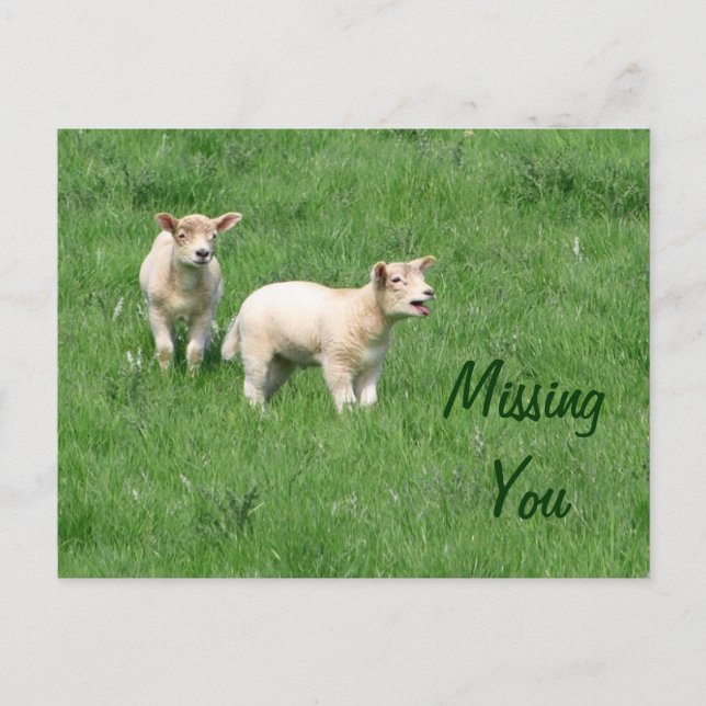 Carte postale Lambes-Baby-Missing You (Devant)