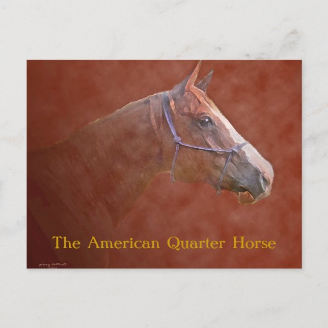 Carte Postale L'American Quarter Horse (Devant)