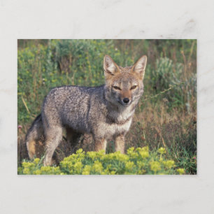 Carte Postale L'Amérique du Sud, Chili, Torres del Paine NP,