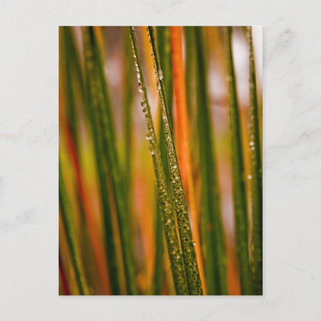 Carte Postale Lames d'herbe (Devant)