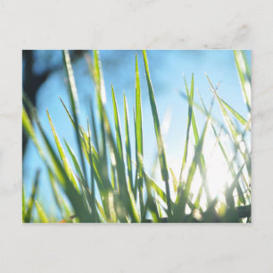 Carte Postale Lames éclairées