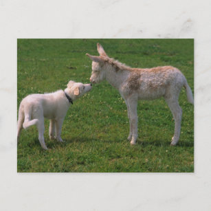 Carte Postale L'amitié des animaux, jeune âne avec un chien,