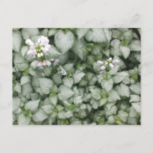 Carte postale Lamium maculatum (White Nancy)