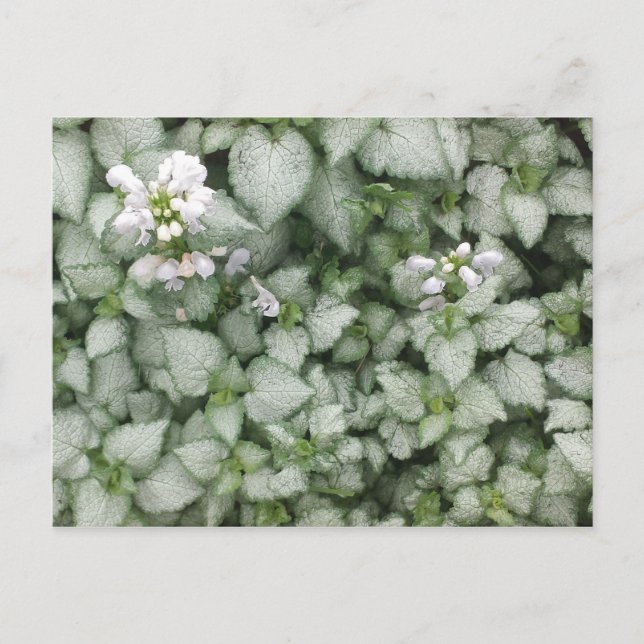 Carte postale Lamium maculatum (White Nancy) (Devant)