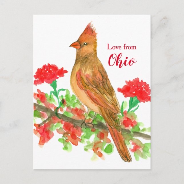 Carte Postale L'Amour Des Oiseaux Cardinaux Féminins De L'Ohio (Devant)