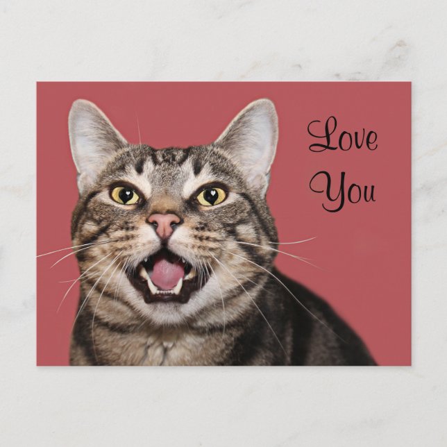 Carte Postale L'amour du chat Tabby (Devant)