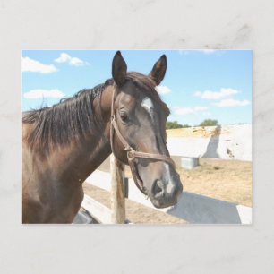 Carte Postale L'amour du cheval