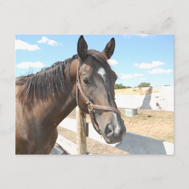 Carte Postale L'amour du cheval (Devant)