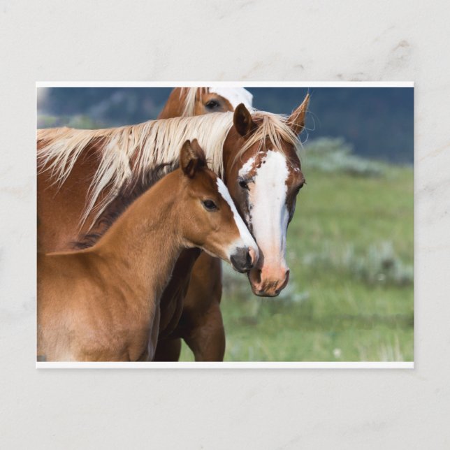 Carte Postale L'amour d'une mère (Devant)