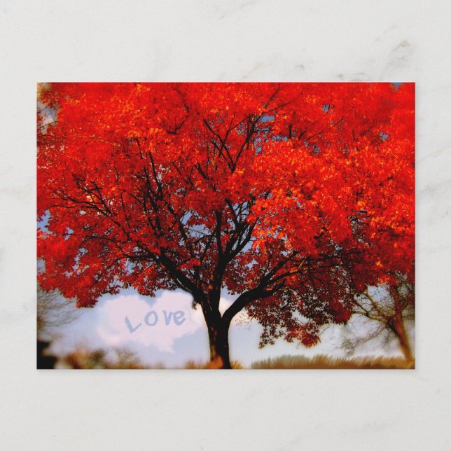 Carte Postale L'amour est dans l'Air Arbre Rouge d'Automne (Devant)