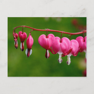 Carte Postale Lamprocapnos spectabilis
