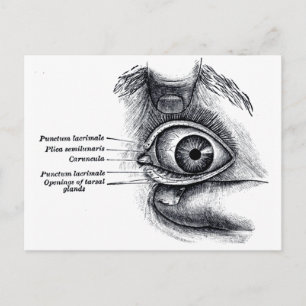 Carte Postale L'anatomie de Grey — globe oculaire