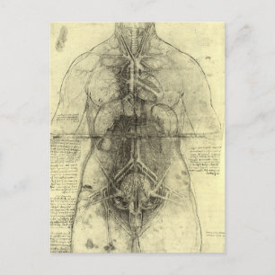 Carte Postale L'anatomie humaine de Léonard de Vinci, Torse fémi