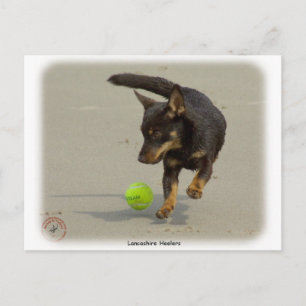 Carte Postale Lancashire Heeler 9R056D-248